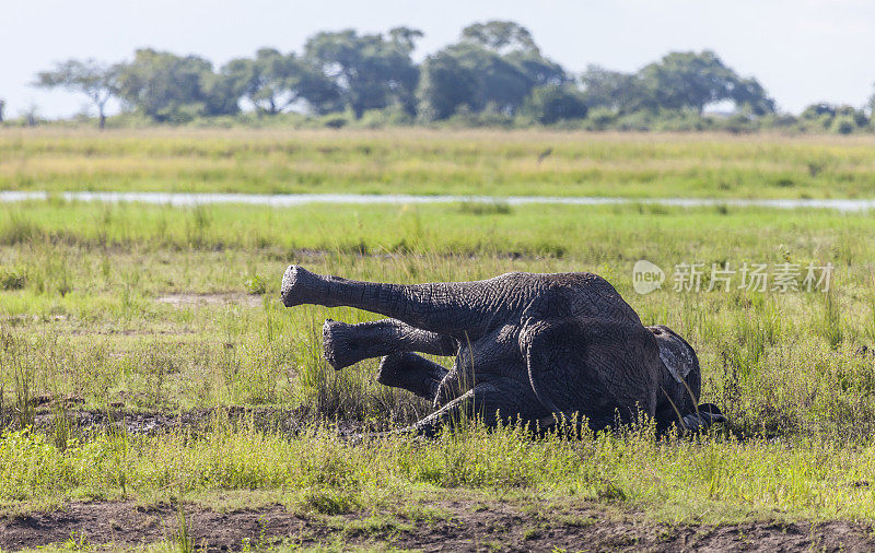 非洲象在泥泞的山谷里打滚;Chobe N.P，博茨瓦纳，非洲